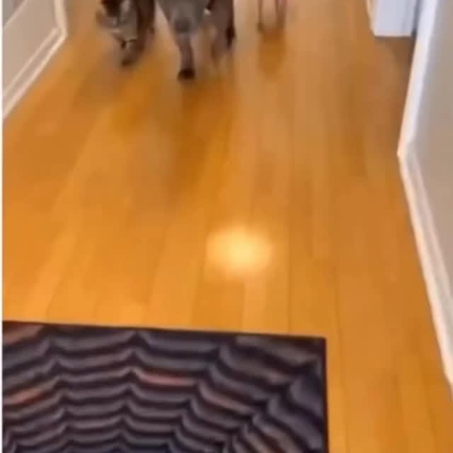  ......ogscute   'recent posts' 