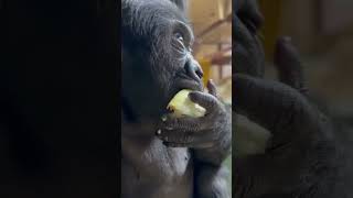  .....rthTv  'recent videos' 