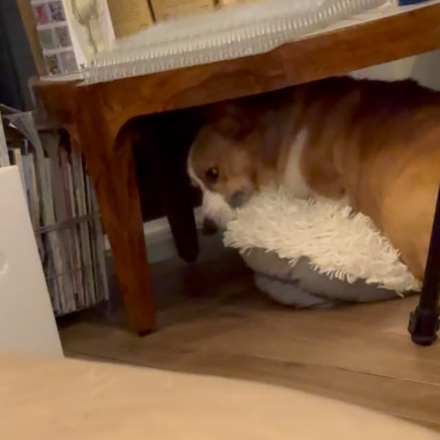  .....corgis   'recent posts' 