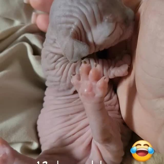  ......sphynx   'recent posts' 