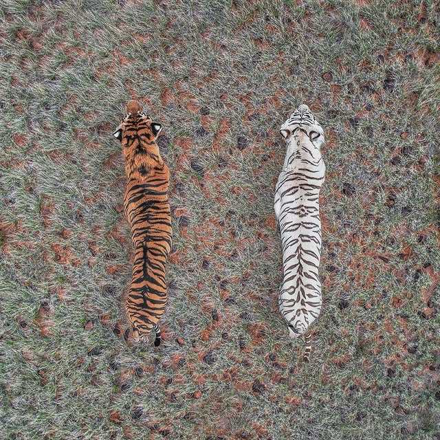  ......sfervor   'recent posts' 