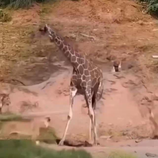  ......fehood   'recent posts' 