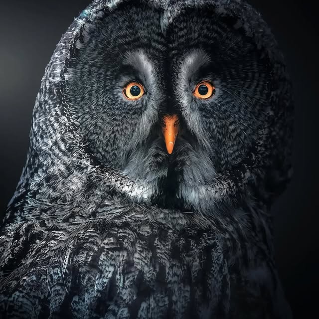  ......entpix   'recent posts' 