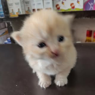 Hire ......icshiv influencer with 10.6k