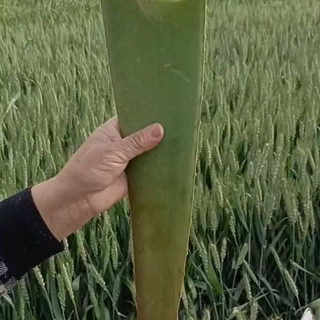  .........gdreamers   'recent posts' 