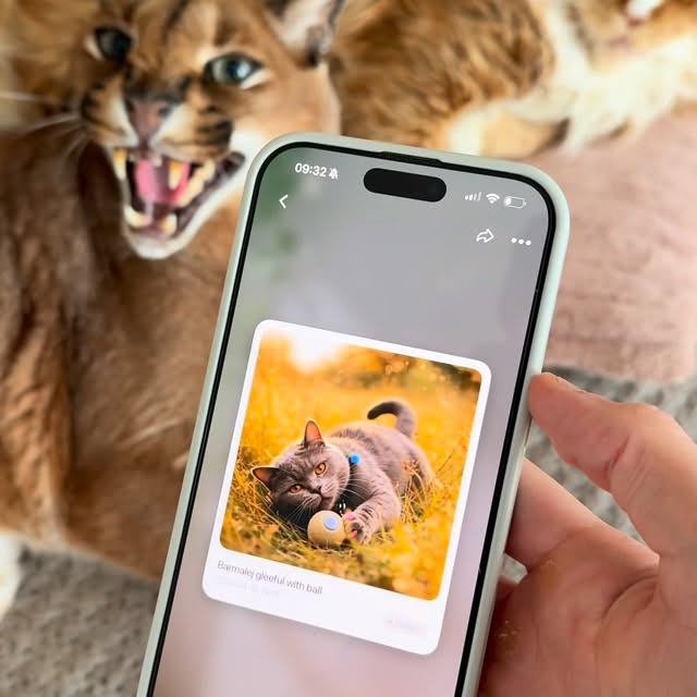  ......aracal   'recent posts' 