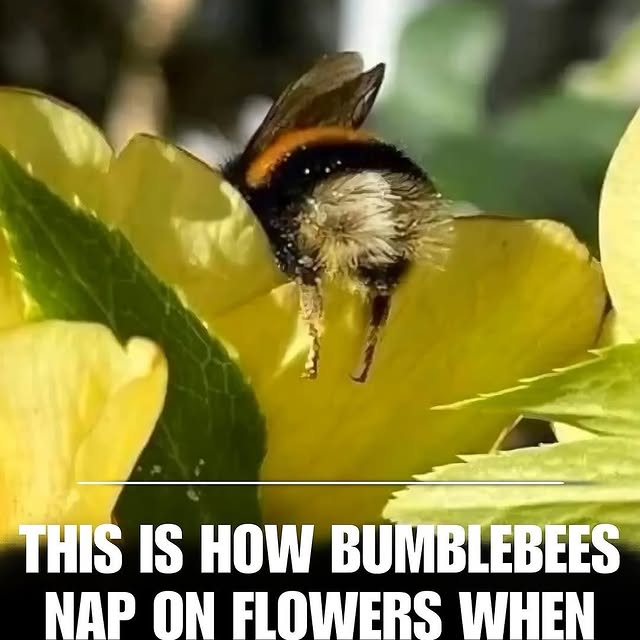  .......rfervor   'recent posts' 