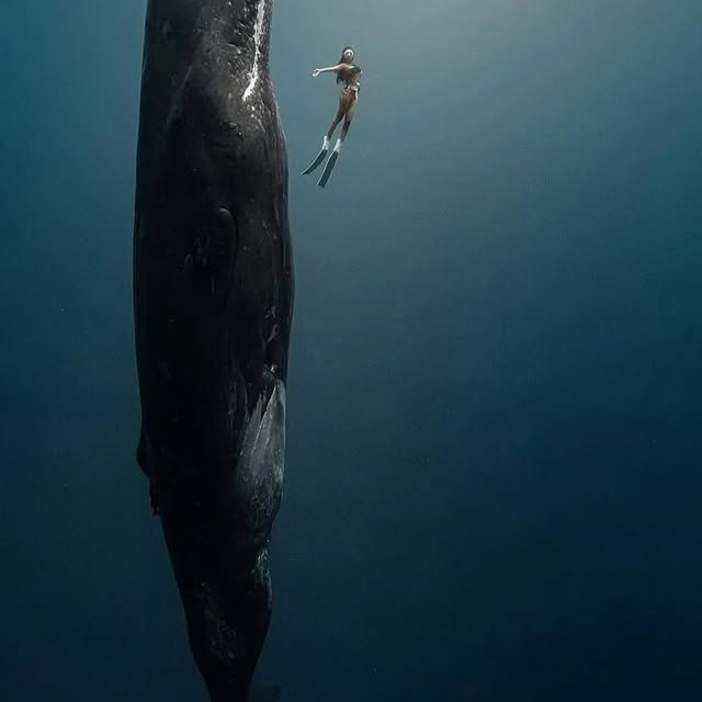  ..........discoverer   'recent posts' 