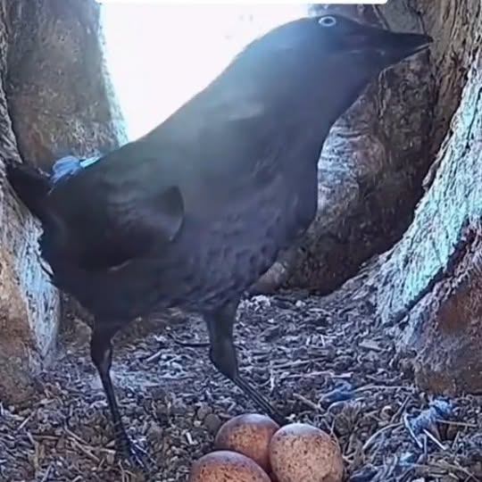  ....retie   'recent posts' 