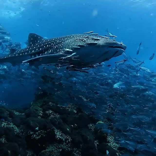  .......s.images   'recent posts' 