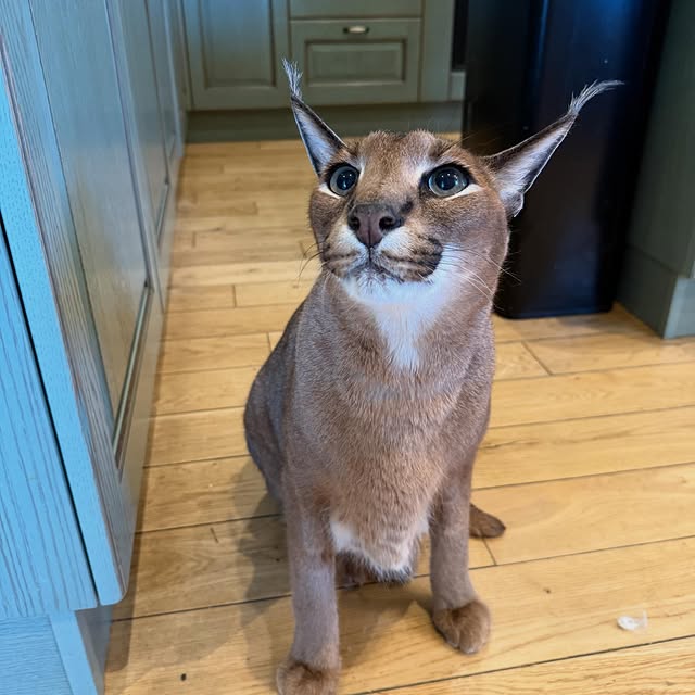  ......aracal   'recent posts' 