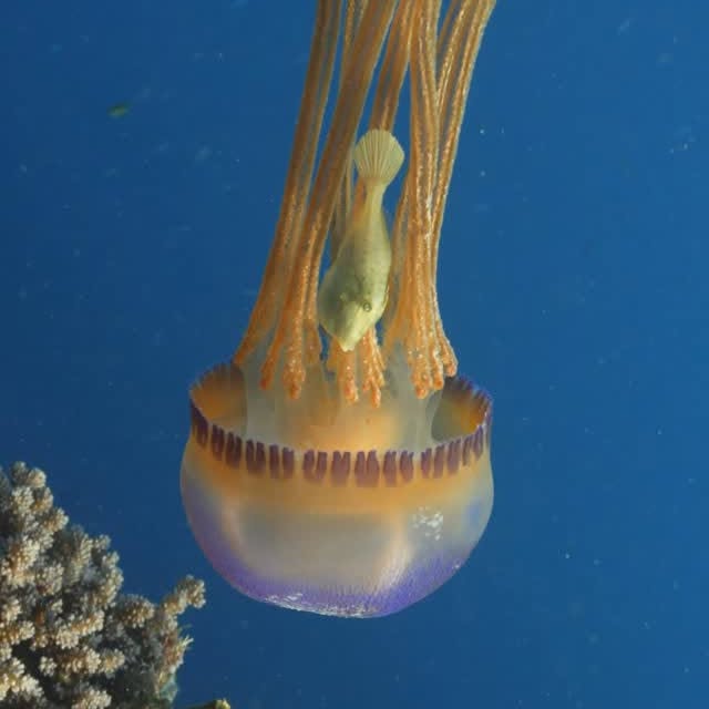  ......uecoast   'recent posts' 