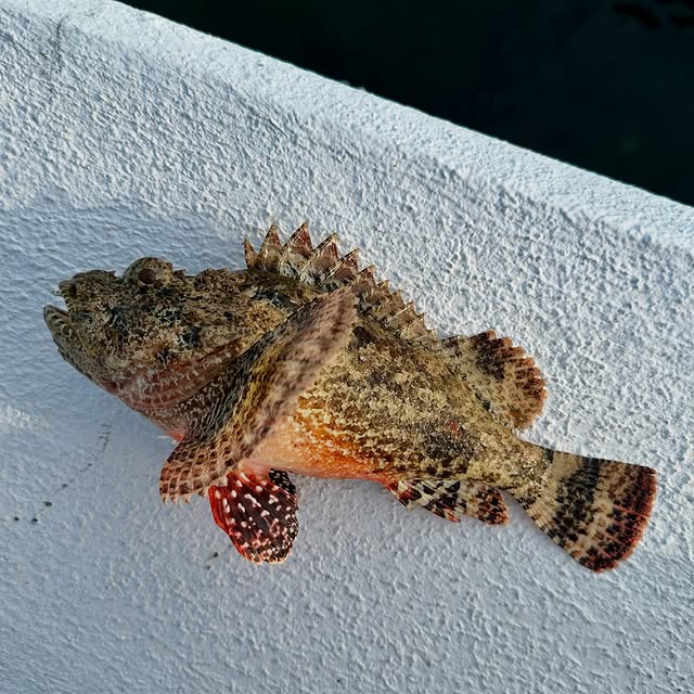  ........sfishing   'recent posts' 