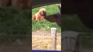  ......ricals  'recent videos' 