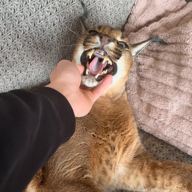  ......aracal   'recent posts' 