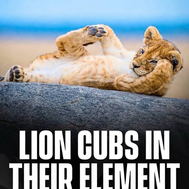  ......sfervor   'recent posts' 