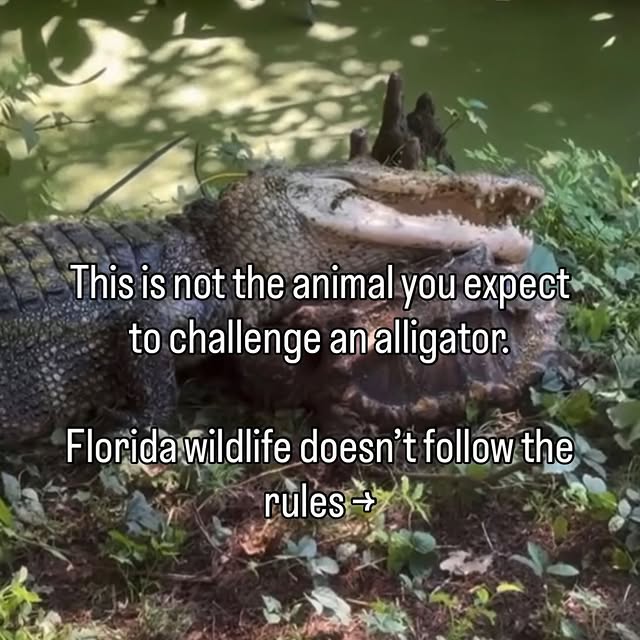  .....lorida   'recent posts' 