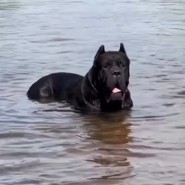  .........pet_world   'recent posts' 