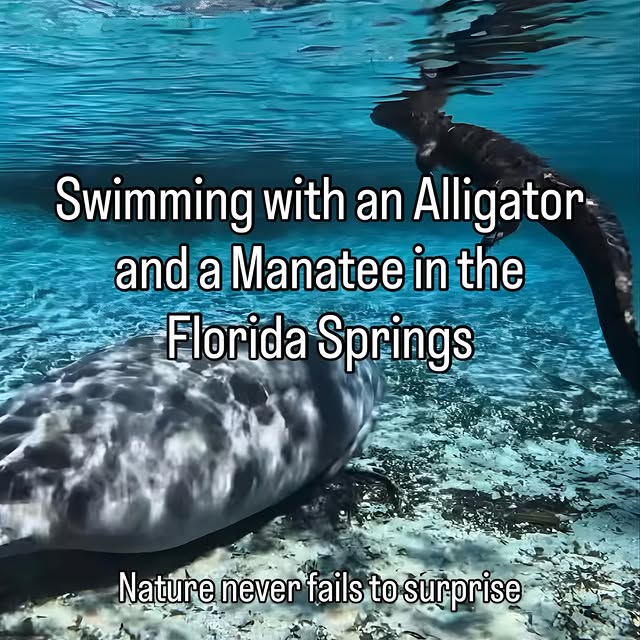  .....lorida   'recent posts' 