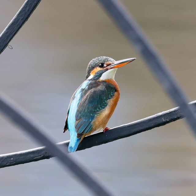  .....yland   'recent posts' 