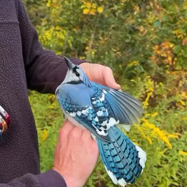  ......fehood   'recent posts' 