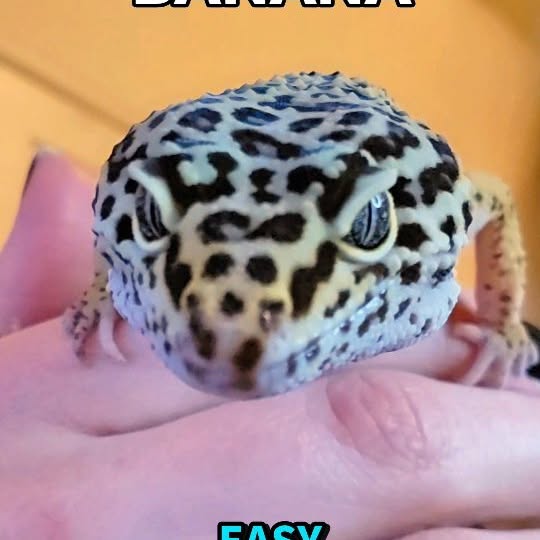  ......argeco   'recent posts' 