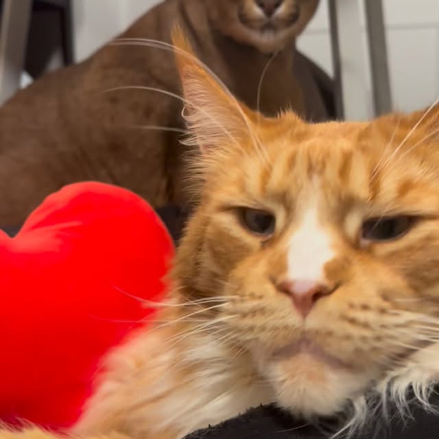  ......aracal   'recent posts' 