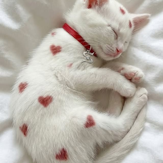  .....kuties   'recent posts' 