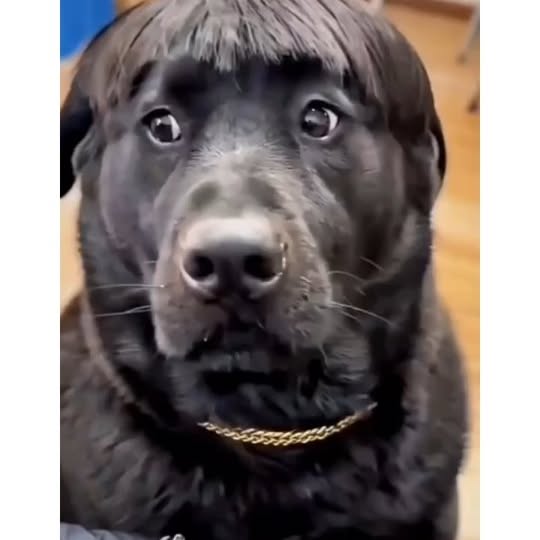  .....ibess   'recent posts' 