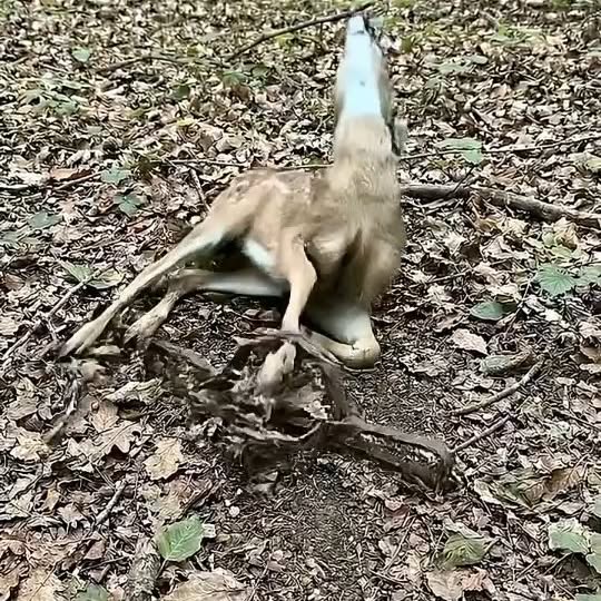  .......xplores   'recent posts' 