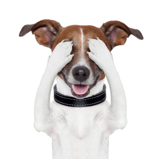 Hire ........Petslife influencer with 9.8k