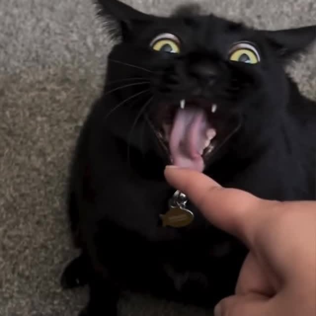  ...........irtonguesout   'recent posts' 