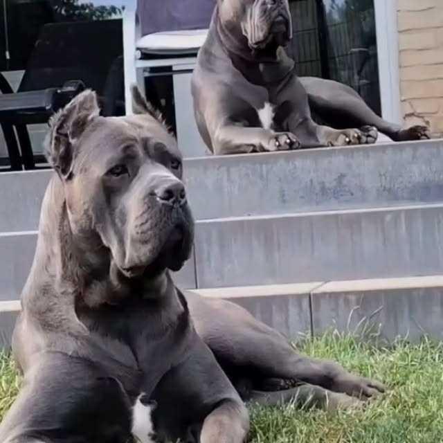  .........pet_world   'recent posts' 