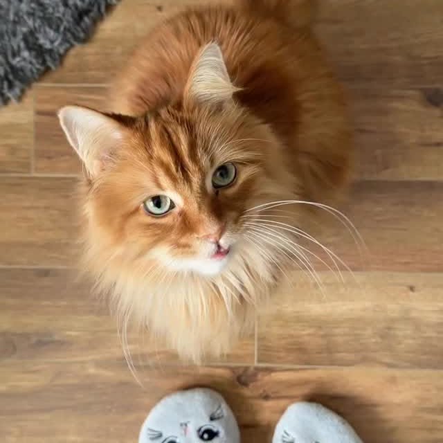  .........tofficial   'recent posts' 