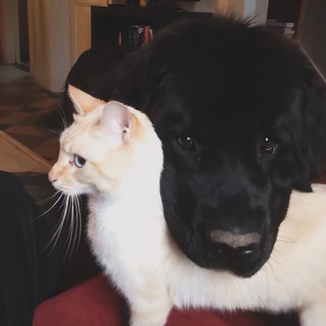  .....pawsz   'recent posts' 