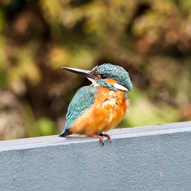  .....yland   'recent posts' 