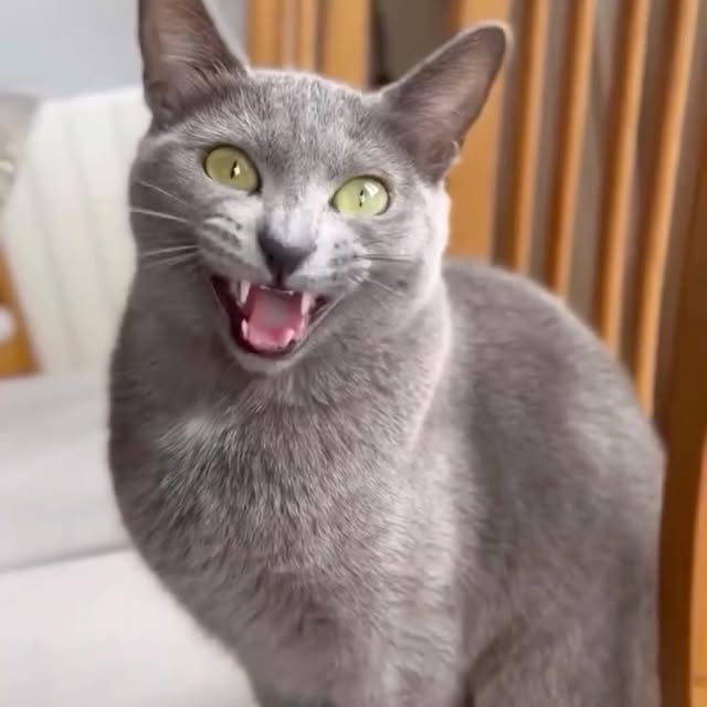  ...........irtonguesout   'recent posts' 