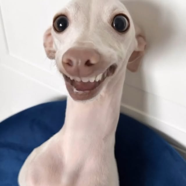  .....eiggy   'recent posts' 