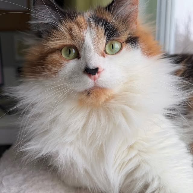  .........tofficial   'recent posts' 