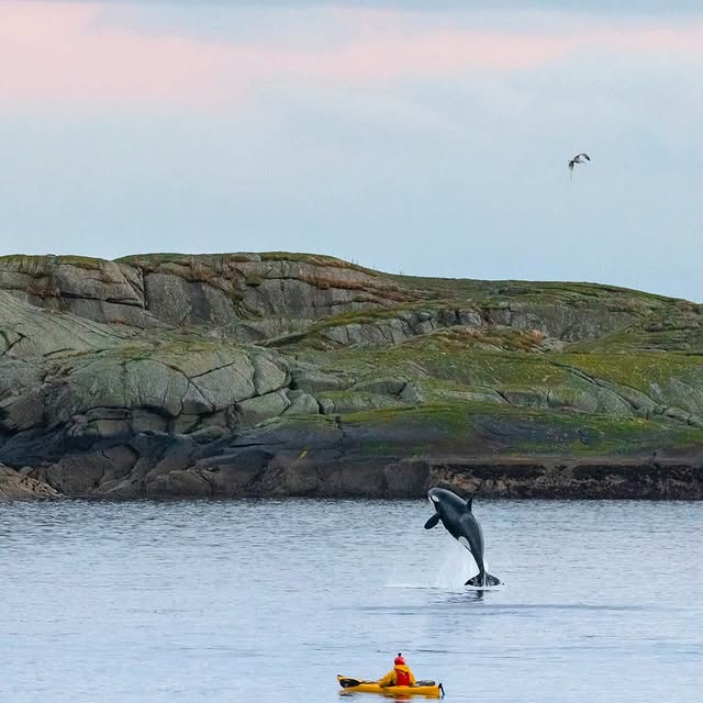  ......pictur   'recent posts' 