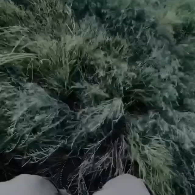  .......dbyfolk   'recent posts' 