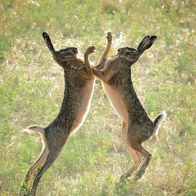  ......fehood   'recent posts' 