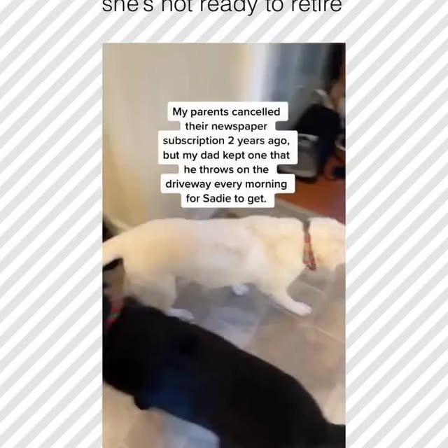  .....pawsz   'recent posts' 