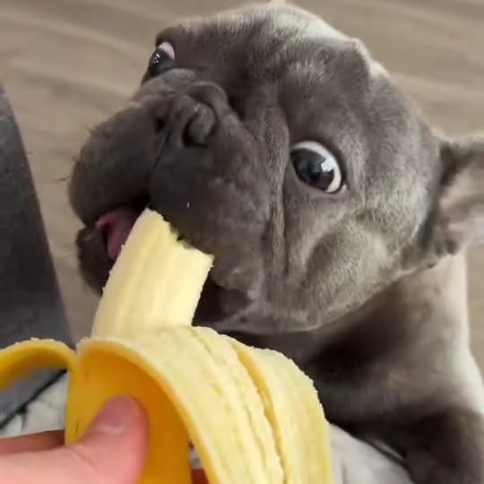  ..........ldogs_only   'recent posts' 