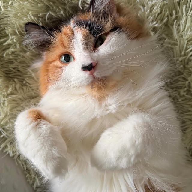  .........tofficial   'recent posts' 