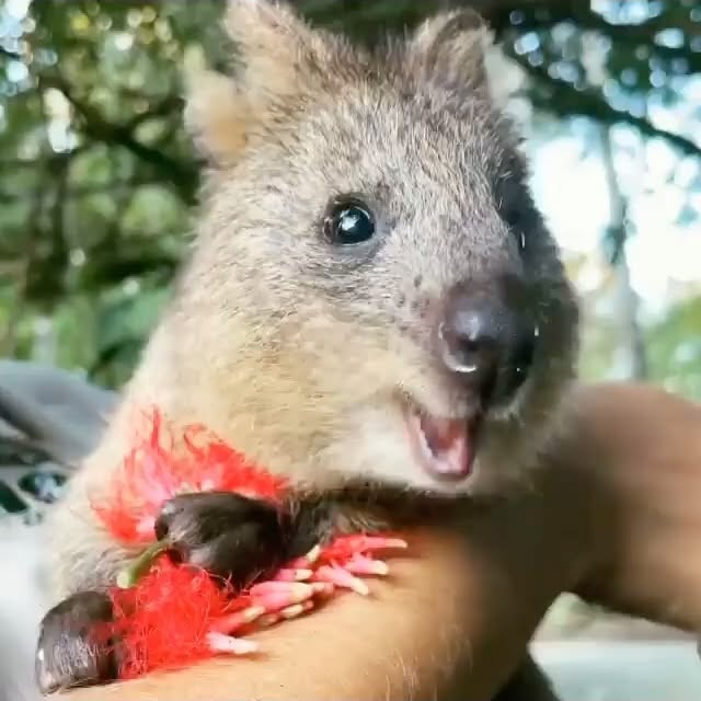  ......quokkas   'recent posts' 