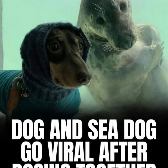  ......sfervor   'recent posts' 