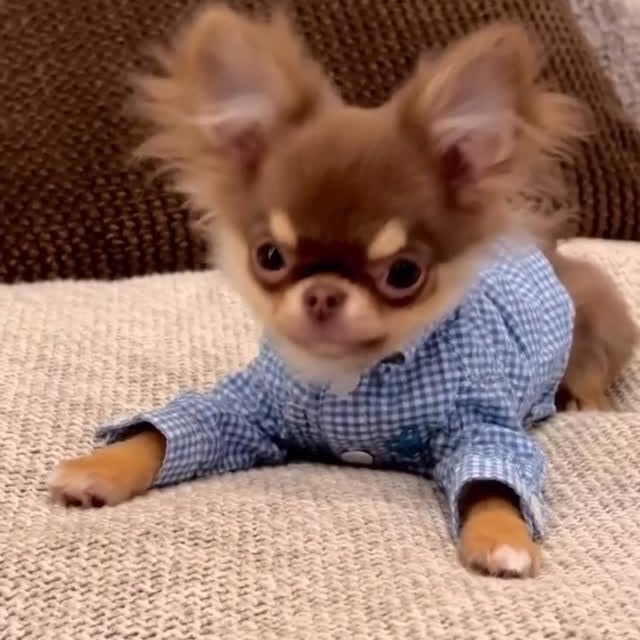  .......uapuppy   'recent posts' 