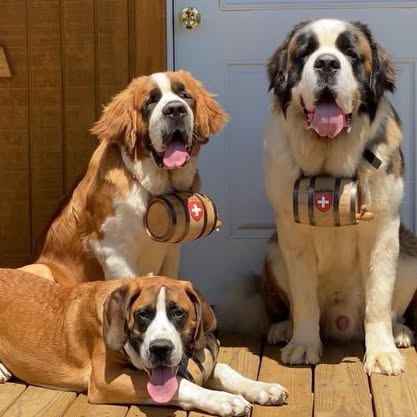  .........intbernard   'recent posts' 