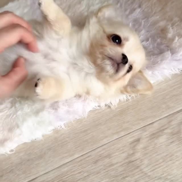  .......uapuppy   'recent posts' 